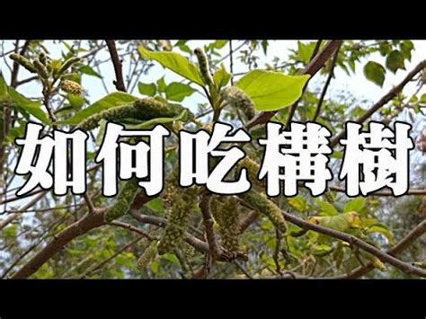 鹿仔入藥構樹功效|構樹茶怎麼煮？構樹功效、禁忌&構樹茶副作用介紹 –。